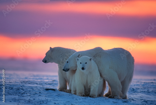 Polar bears in Canadian Arctic