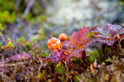 cloudberry in hardangervidden national park ready for harvest