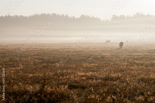 The cows that pasturing in the meadow of brown color far away. Foggy weather. Early autumn. Morning