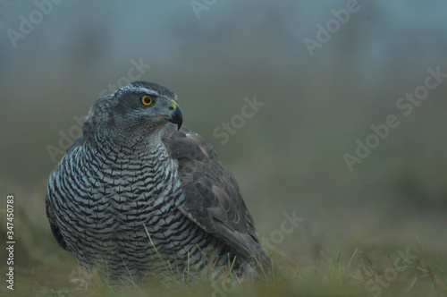 Face to face with Northern Goshawk Accipiter gentilis