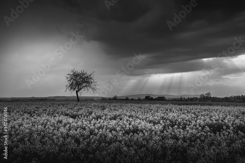 isolated tree surrounded by rape field under stormy sky