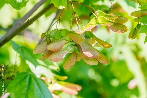 Fruit (samara), flat seed capsule and the angle of the wings.