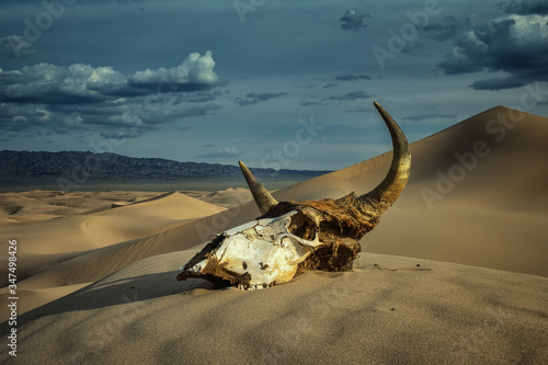 Bull skull in sand desert and storm clouds