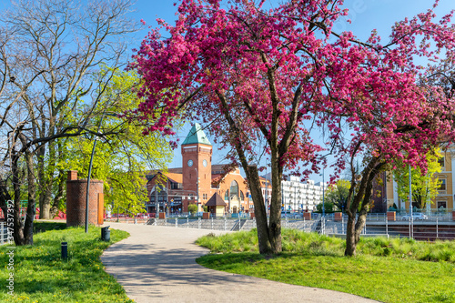 Spring season in Wroclaw, Poland. Blooming tree on Daliowa Island with Hala Torgowa market on background