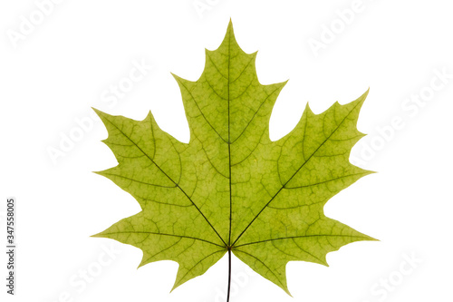 Green maple leaf on a white isolated background. Summer leaf of canadian maple.