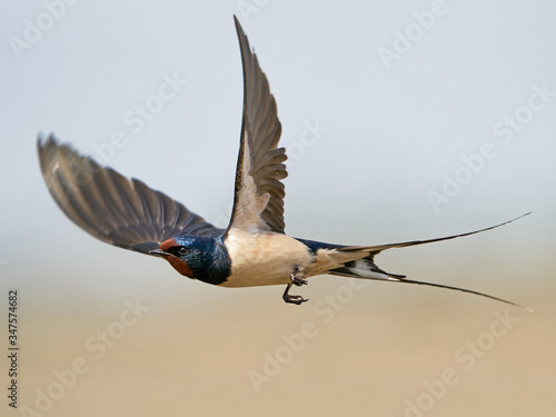 Barn swallow (Hirundo rustica)