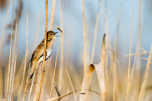 Ptak śpiewający na trzcinie. Samiec brzęczki podczas śpiewu godowego