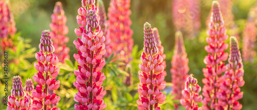 pink lupine flowers in the sunlight