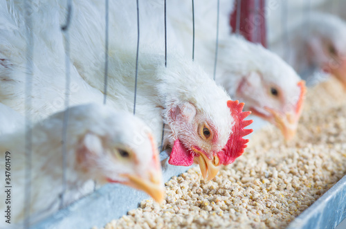 chicken and chicken production at the poultry farm.