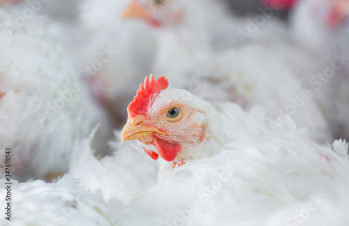 chicken and chicken production at the poultry farm.