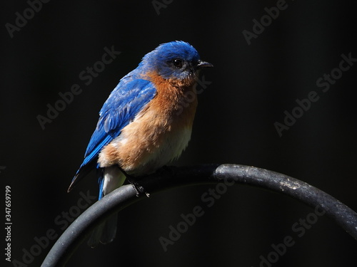 beautiful male eastern bluebird (Sialia sialis) in the sunlight