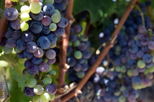 Zinfandel grapes in veraison, Northern California.