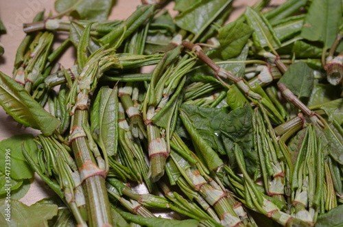 Surowiec zielarski, zebrane młode pędy rdestowca ostrokończystego, Reynoutria japonica