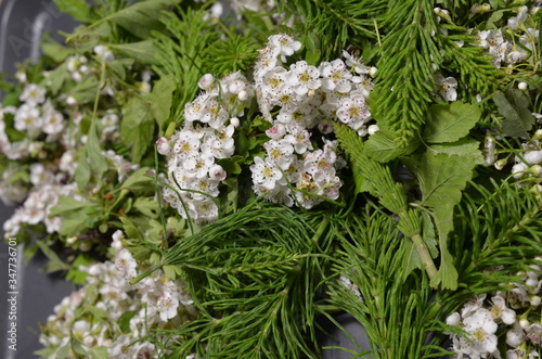 Surowiec zielarski, zebrane kwiaty głogu i młode pędy skrzypu, Crataegus i Equisetum 