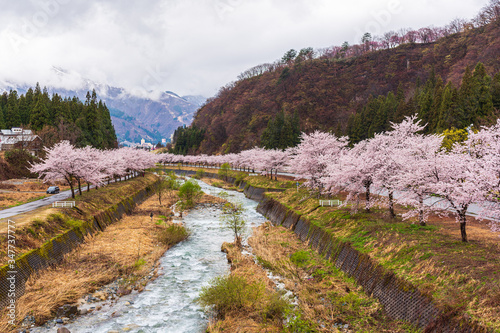 Amazing Cherry blossom in full Bloom. In Japan, March and April are the best season for cherry blossom viewing.