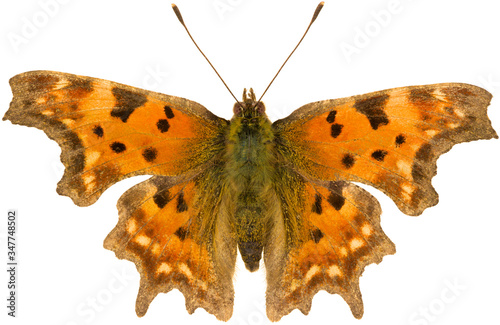 Polygonia c-album, the comma, is a butterfly species belonging to the family Nymphalidae. Isolated anglewing butterfly on white background, dorsal view.