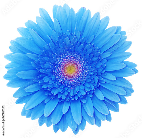 blue flower isolated on white