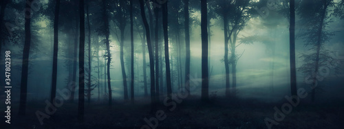 dark mysterious forest panorama, fantasy landscape