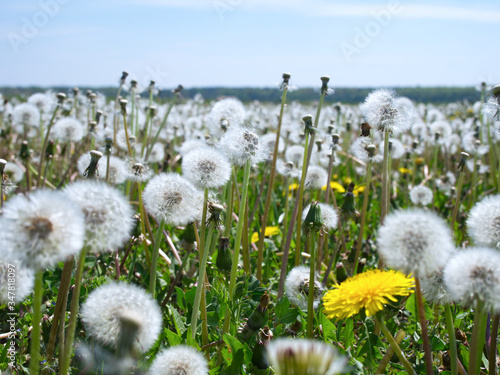 Po przekwitnięciu Mniszeka pospolity, (Taraxacum officinale F.H) pojawiają się słynne dmuchawce