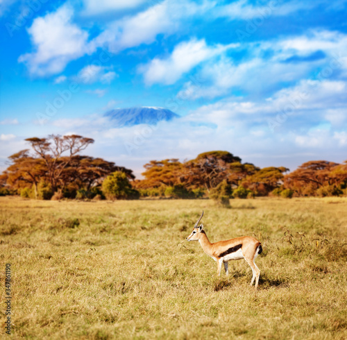 Kilimanjaro and thomson's gazelle or tommie stand on the pasture in Kenya over