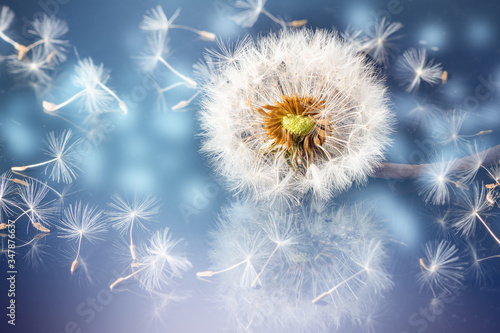 Close-up of dandelions on mirror surface with lens effect bokeh