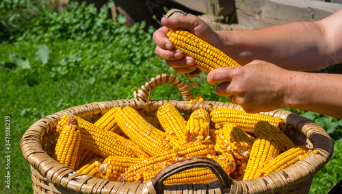 Farmer hands peeling yellow corn manually after harvest in a rural village in Transylvania, Romania