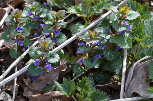 Bluszczyk kurdybanek, kwitnąca roślina wczesną wiosną, Glechoma hederacea