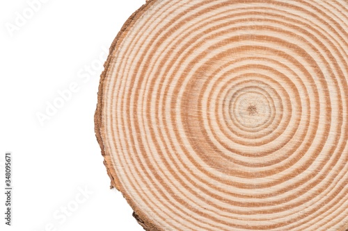 Wooden tree cut surface isolated on white