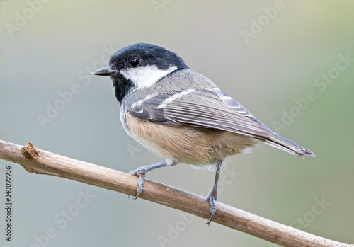 Coal tit and a nice out of focus background