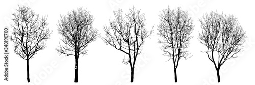 .Winter trees silhouettes collection. Set of isolated vector design elements.. Hand drawn illustration in sketch style. Nature template. Clipart.