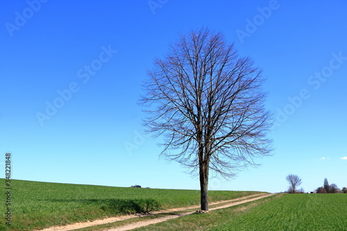 Spring forest theme: leafless trees and blue sky