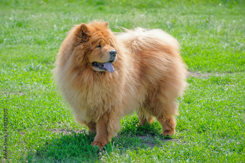 Beautiful chow chow dog on a walk in the park on a sunny day.