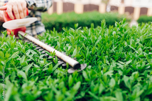 Cutting a shrub with an electric brush cutter