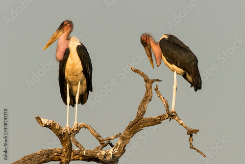 Marabout d'Afrique, Leptoptilos crumenifer, Afrique