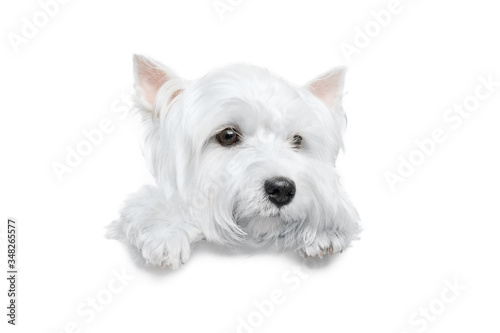 A white dog stands with paws on a white banner or a poster, isolated. West Highland White Terrier