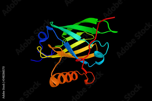 Tertiary structure of a mouse Major urinary protein. MUPs provide a small range of identifying information about the donor animal. 3d rendering