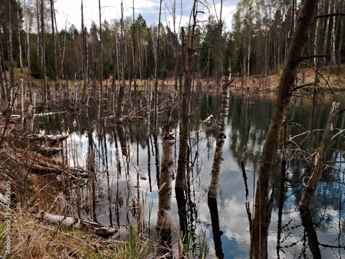 reflection in the water of dead tree trunks and clouds in the sky