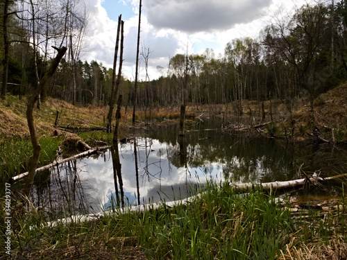 forest pond, reflection in the water of trees and sky