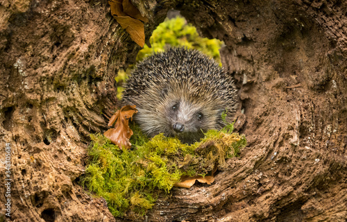 Hedgehog (Scientific name: Erinaceus Europaeus) wild, free roaming hedgehog, taken from wildlife garden hide to monitor health and population of this declining mammal, space for copy 