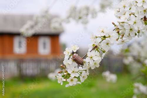 Insect sits on cherry blossoms