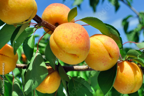 Abricotier avec fruits