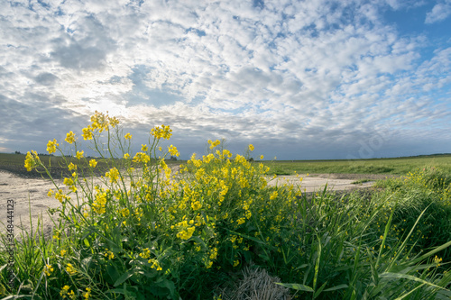 Fisheye view of the dutch landscape under beautiful clouds and with rapeseed flowers in the foreground