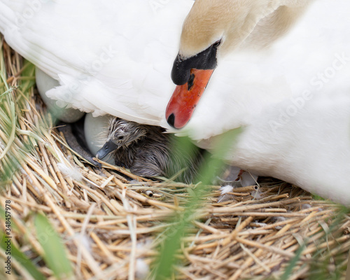 Swan watching over her new born hatched cygnet 