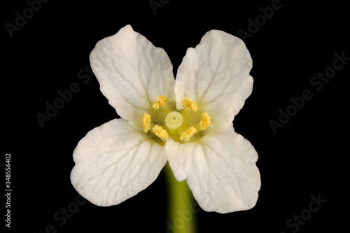 Horseradish (Armoracia rusticana). Flower Closeup