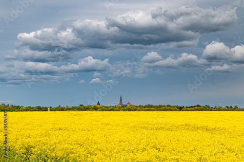 Greifswald in der Rapsblüte