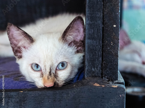 recate de gatita 