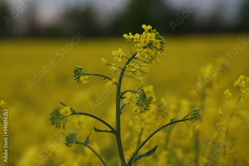 rape seed field