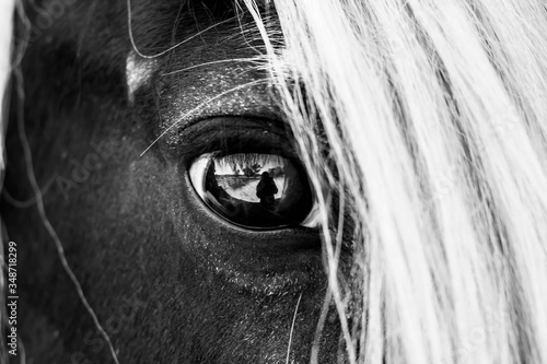 Black and white horse Eye