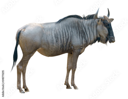 wildebeest isolated on white background