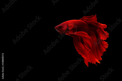 Capture the moving moment of red siamese fighting fish(Rosetail)(halfmoon). Red dragon fighting fish,Betta splendens on black background.
